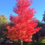 Artar rosu „October Glory” 2.00 - 2.50 m / Acer rubrum „October Glory”/