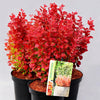 Dracila "Orange Ice" / Berberis thunbergii "Orange Ice"/ by gradina-noastra