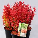 Dracila "Orange Ice" / Berberis thunbergii "Orange Ice"/ by gradina-noastra