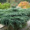Ienupar "Blue Carpet" (Juniperus squamata "Blue Carpet") aduce eleganță și frumusețe grădinii tale.