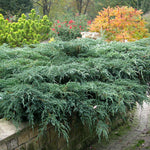Ienupar "Blue Carpet" (Juniperus squamata "Blue Carpet") aduce eleganță și frumusețe grădinii tale.