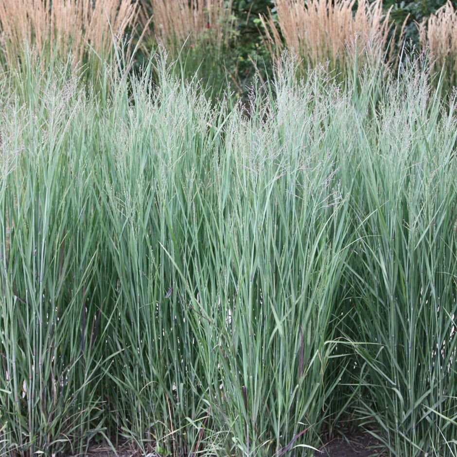 Panicum virgatum "Heavy Metal" 0.20 - 0.30 m
