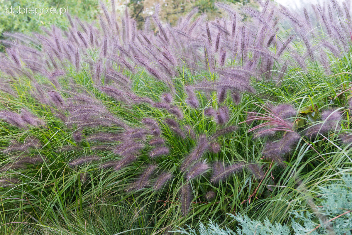 Pennisetum alopecuroides "Moudry" 0.10 - 0.20 m