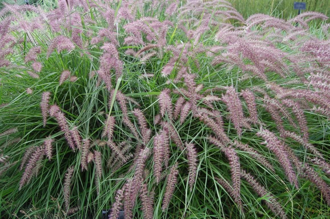 Pennisetum orientale "Karley Rose"