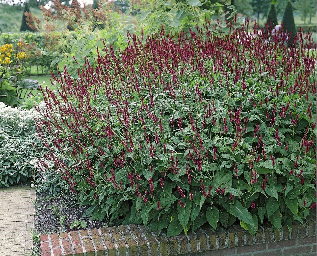 Persicaria amplexicaulis 'Blackfield' 0.10 - 0.20 m
