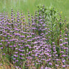 Phlomis tuberosa 0.10 - 0.20 m
