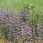 Phlomis tuberosa 0.10 - 0.20 m