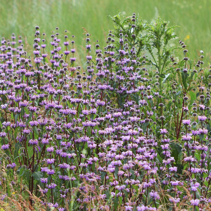 Phlomis tuberosa 0.10 - 0.20 m