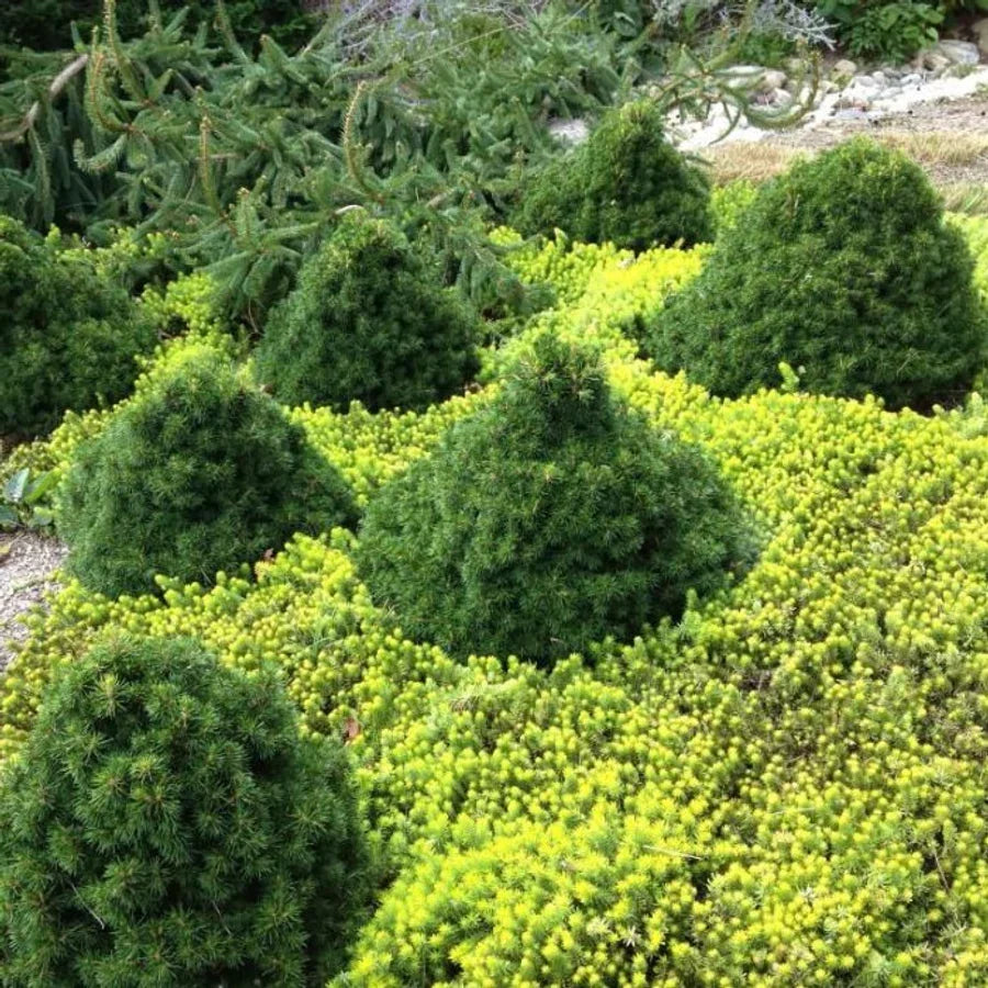 Molid norvegian "Tompa " / Picea abies 'Tompa'/ by gradina-noastra