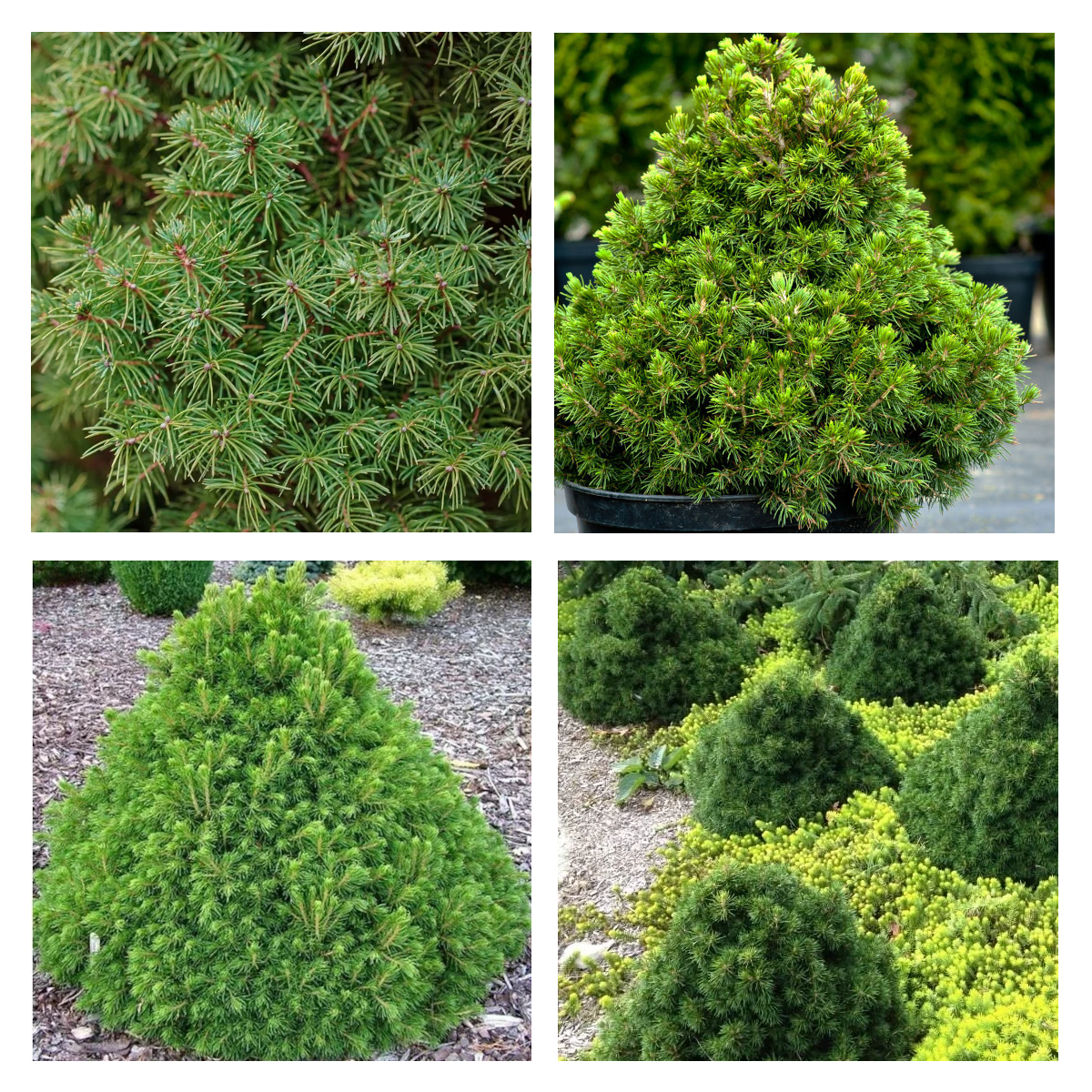 Molid norvegian "Tompa " / Picea abies 'Tompa'/ by gradina-noastra