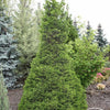 Molid "Wills Zwerg" 0.80 - 1.20 m / Picea abies "Wills Zwerg"/