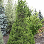 Molid "Wills Zwerg" 0.80 - 1.20 m / Picea abies "Wills Zwerg"/