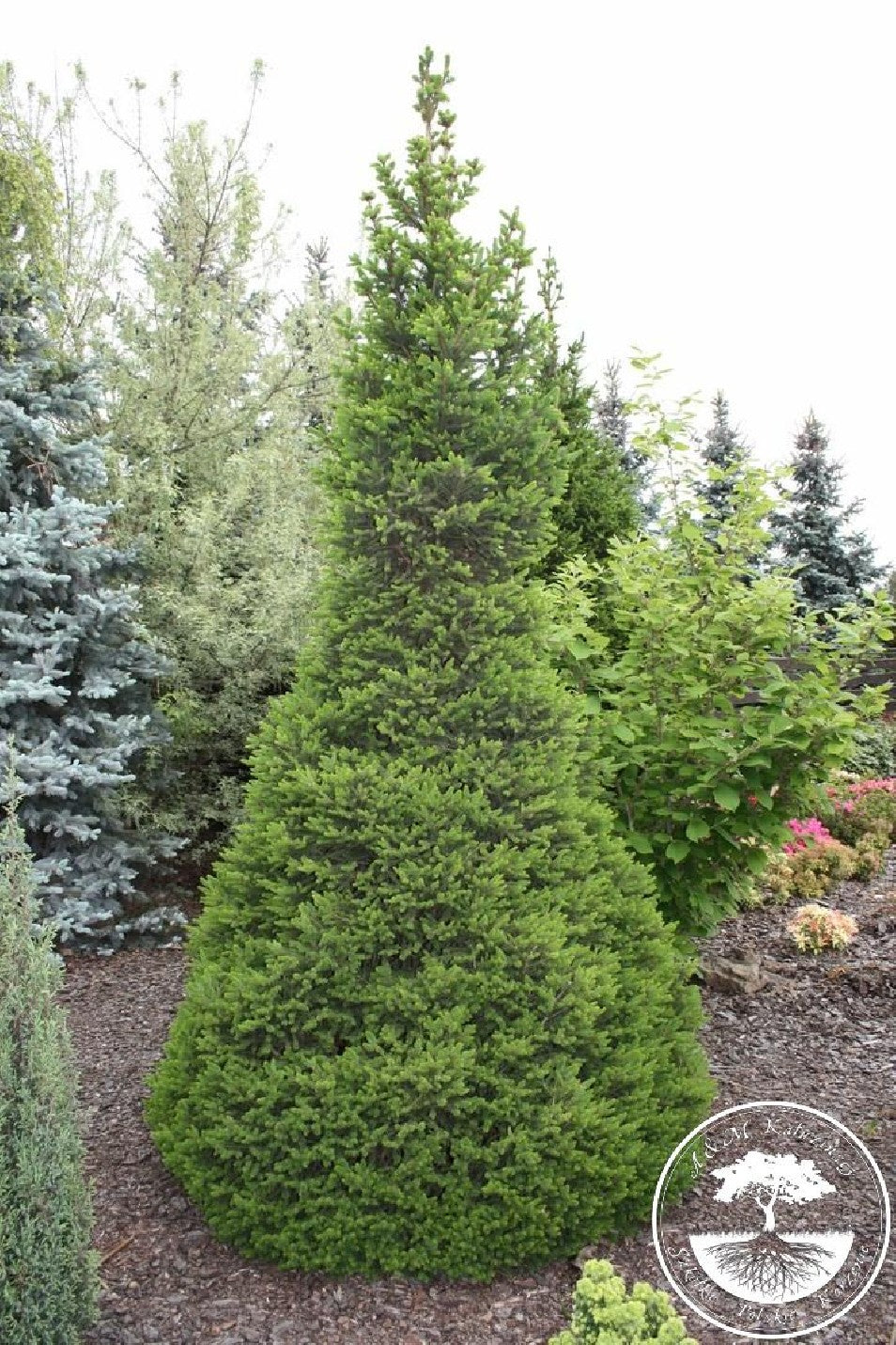 Molid "Wills Zwerg" 0.80 - 1.20 m / Picea abies "Wills Zwerg"/