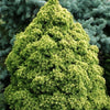 Molid alb "Rainbow’s End" 0.40 - 0.50 m / Picea glauca "Rainbow’s End"/