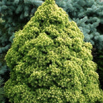 Molid alb "Rainbow’s End" 0.40 - 0.50 m / Picea glauca "Rainbow’s End"/