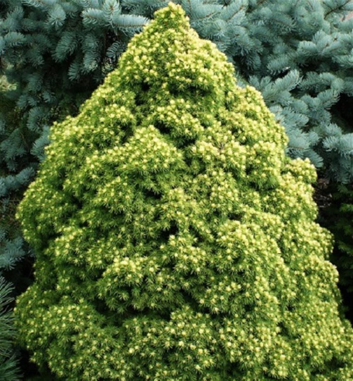 Molid alb "Rainbow’s End" 0.40 - 0.50 m / Picea glauca "Rainbow’s End"/