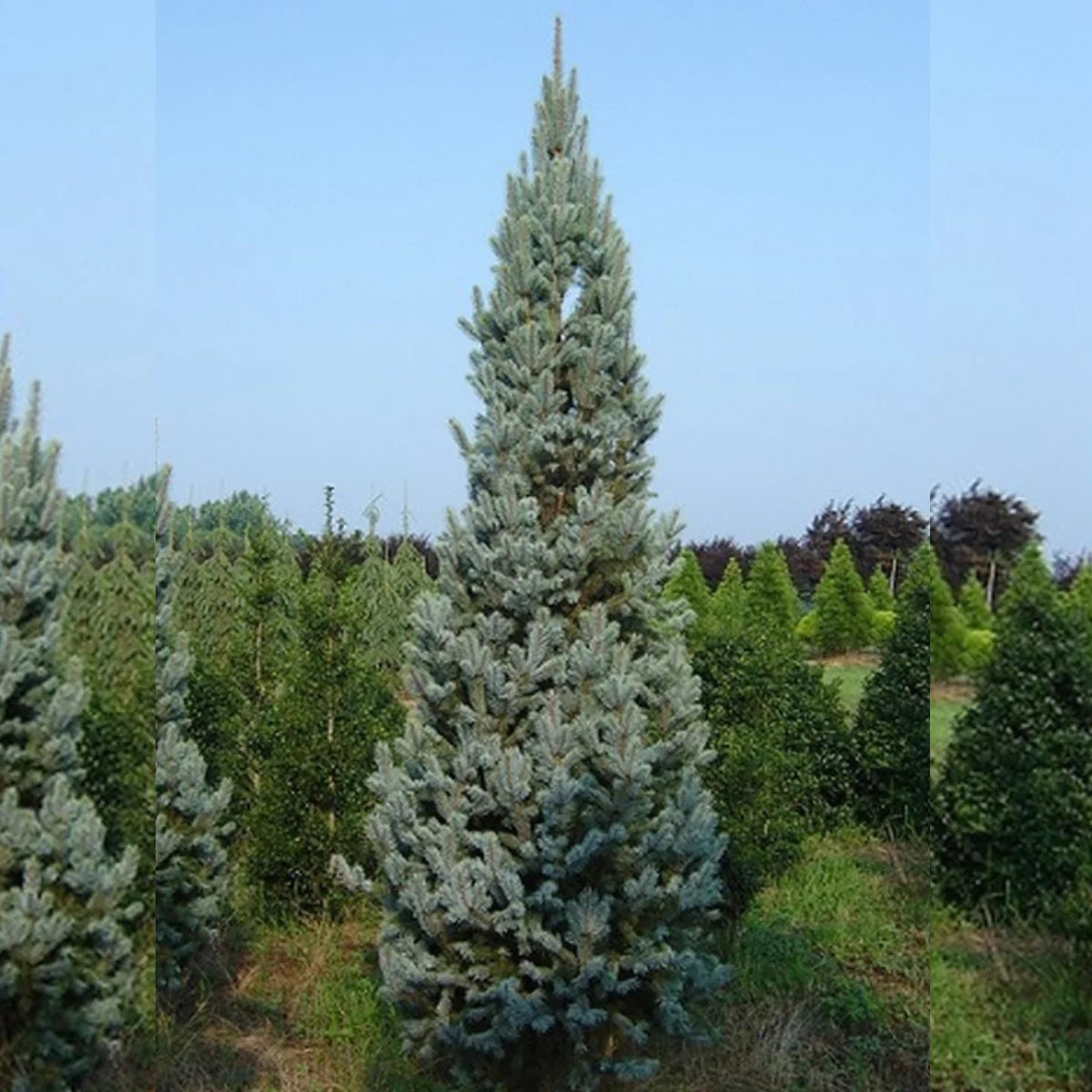 Molid argintiu columnar 1.20 - 1.30 m / Picea pungens "Iseli Fastigiata" / - Gradina Noastra