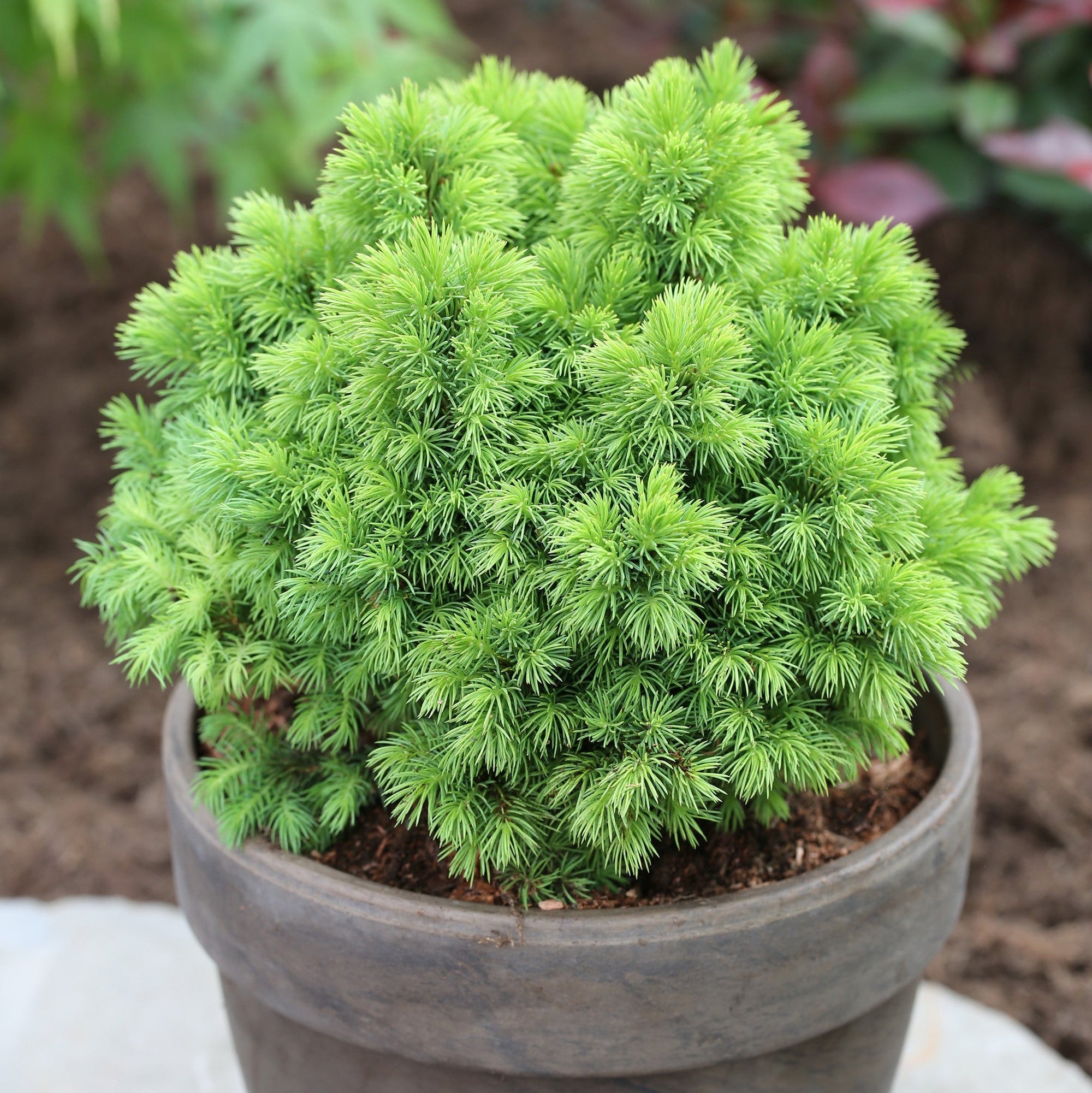 Molid canadian "Alberta Globe" 0.20 - 0.30 m / Picea glauca "Alberta Globe"/