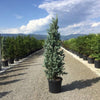Molid argintiu columnar 1.20 - 1.30 m / Picea pungens "Iseli Fastigiata" / gradina-noastra