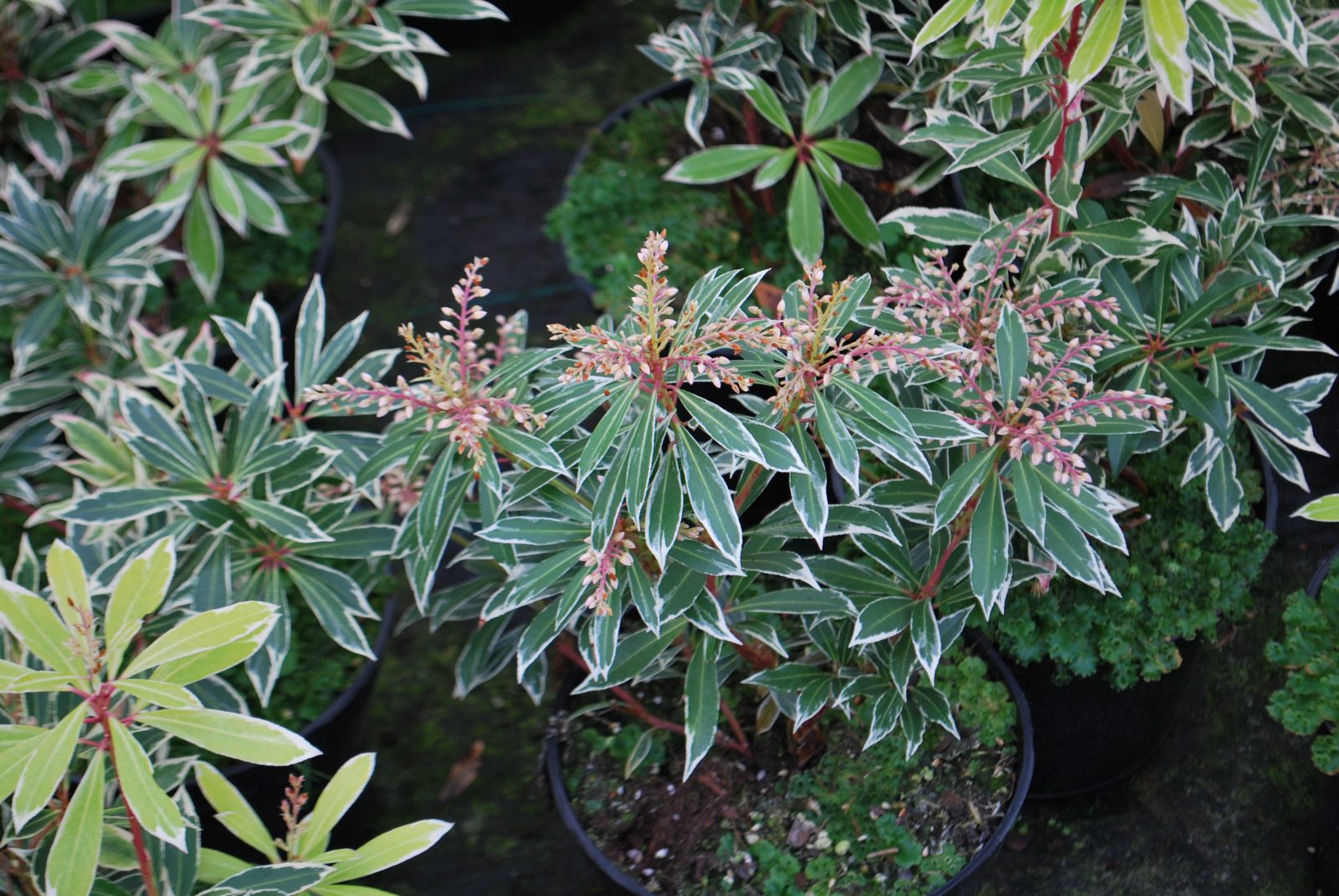Andromeda japoneza "Flaming Silver" / Pieris "Flaming Silver"/ - Gradina Noastra