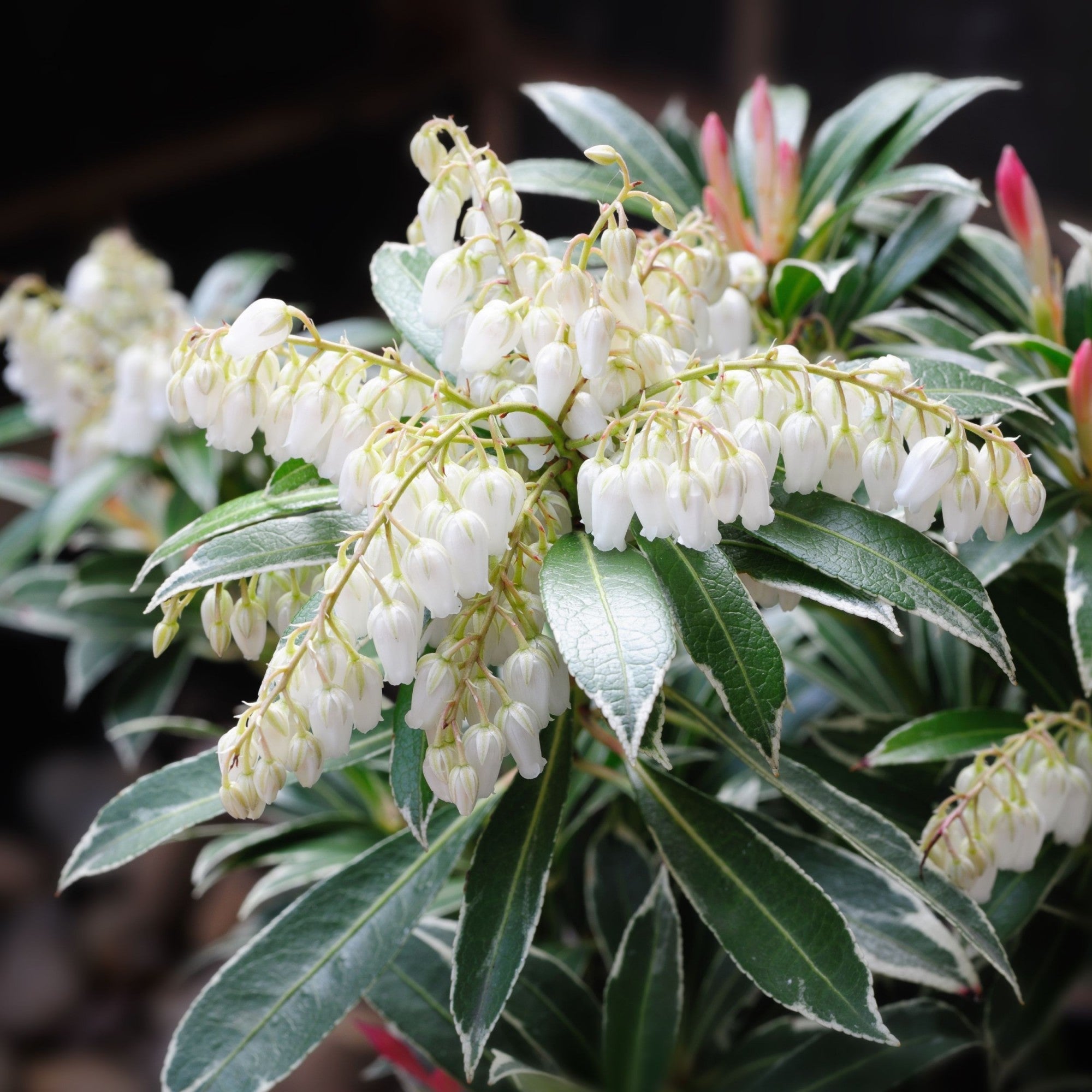 Andromeda japoneza "Flaming Silver" / Pieris "Flaming Silver"/ - Gradina Noastra