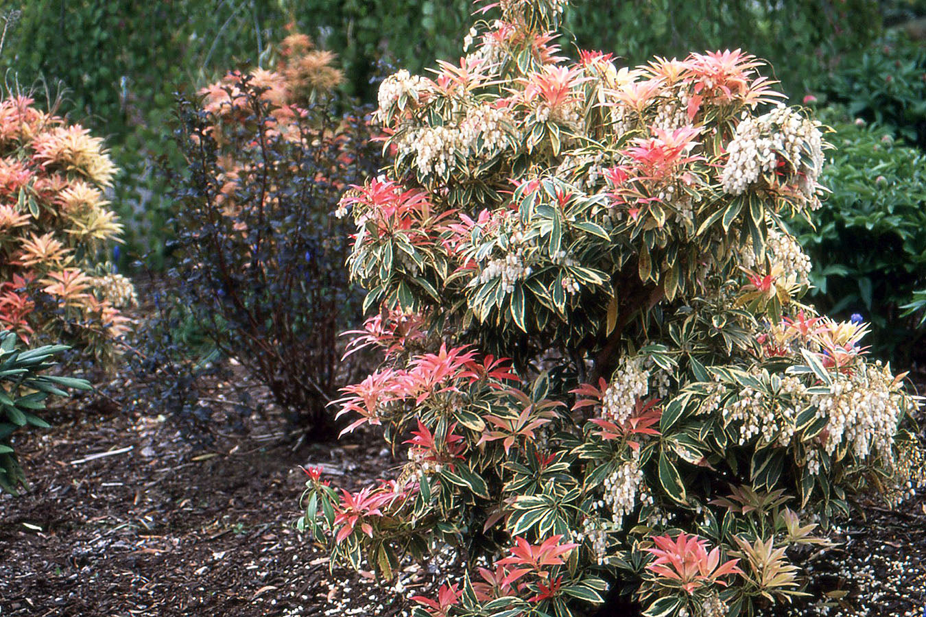 Andromeda japoneza "Flaming Silver" / Pieris "Flaming Silver"/ by gradina-noastra
