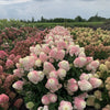 Hortensia paniculata "Pinkachu" / Hydrangea paniculata "Pinkachu" / by gradina-noastra
