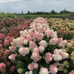 Hortensia paniculata "Pinkachu" / Hydrangea paniculata "Pinkachu" / by gradina-noastra