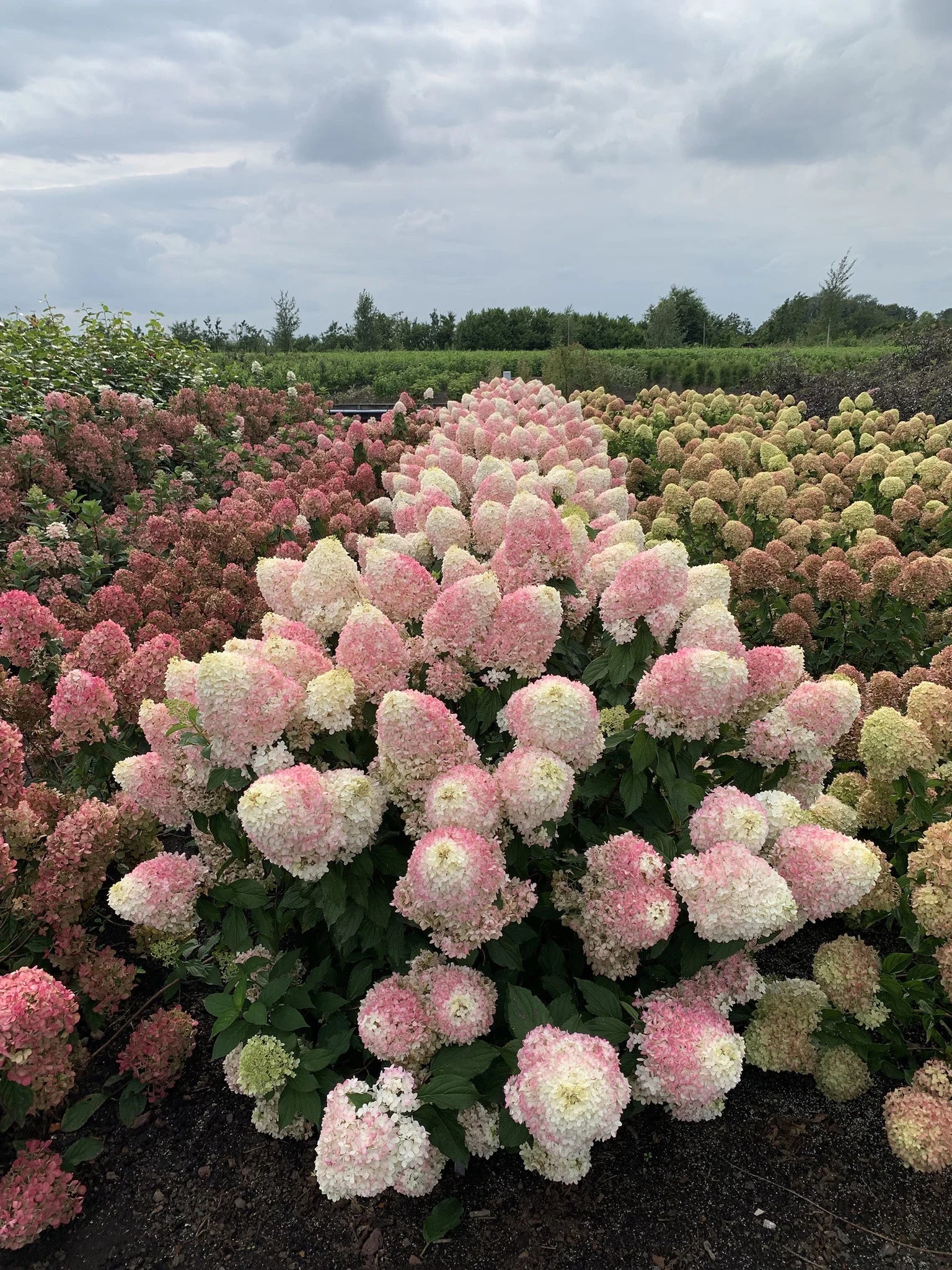 Hortensia paniculata "Pinkachu" / Hydrangea paniculata "Pinkachu" / by gradina-noastra
