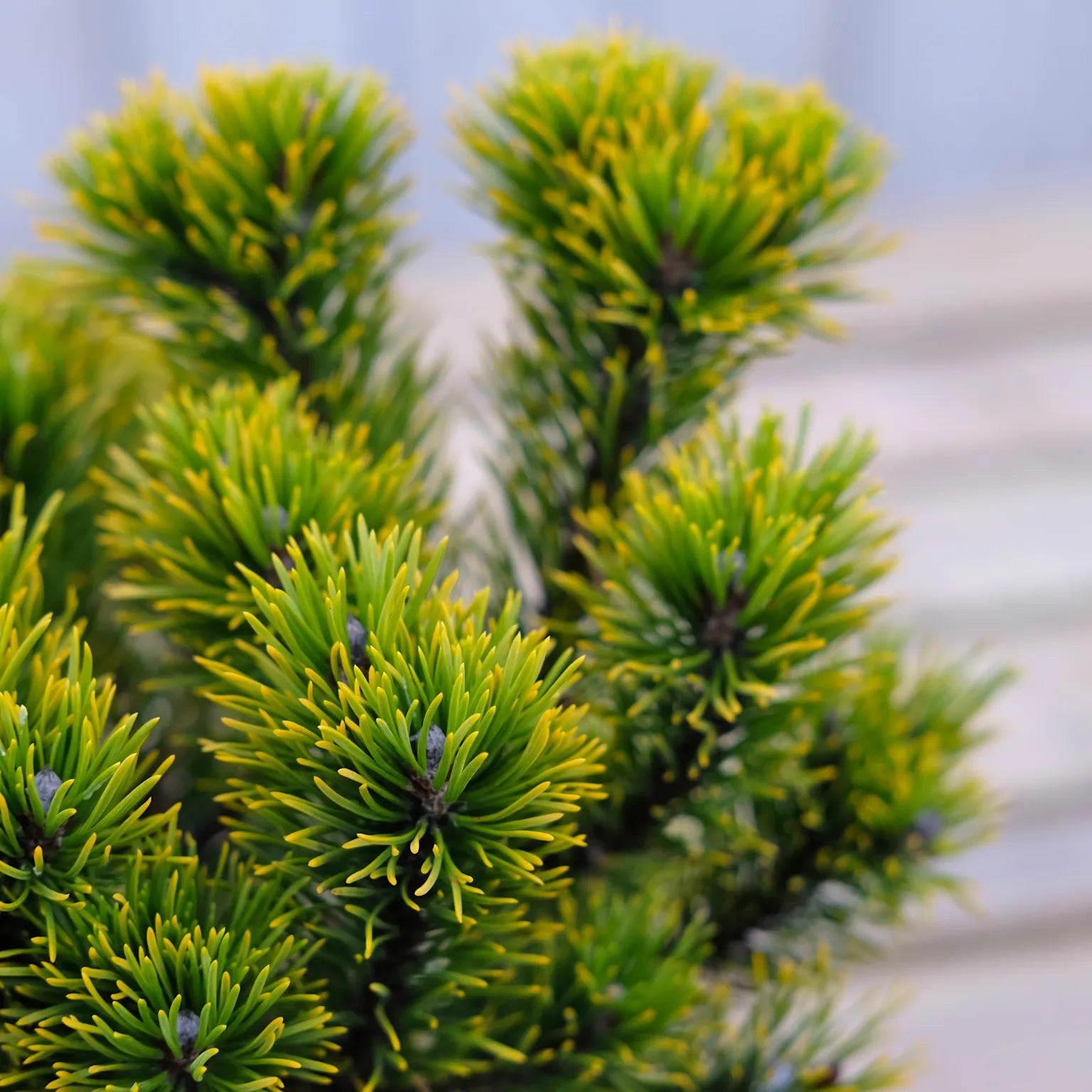 Pin pitic 'Ophir' 0.25 - 0.30 m / Pinus mugo 'Ophir'/