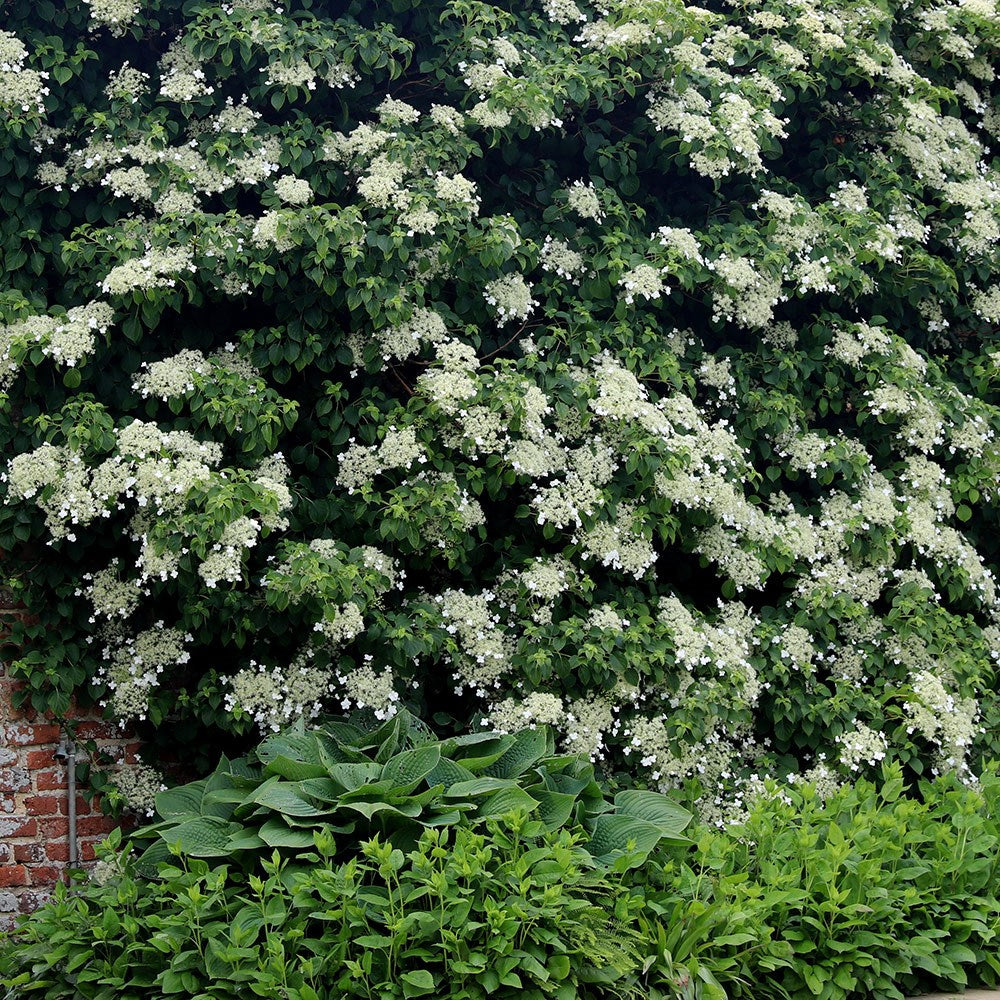 Hortensia cățărătoare 1.00 - 1.30 m  Hydrangea petiolaris