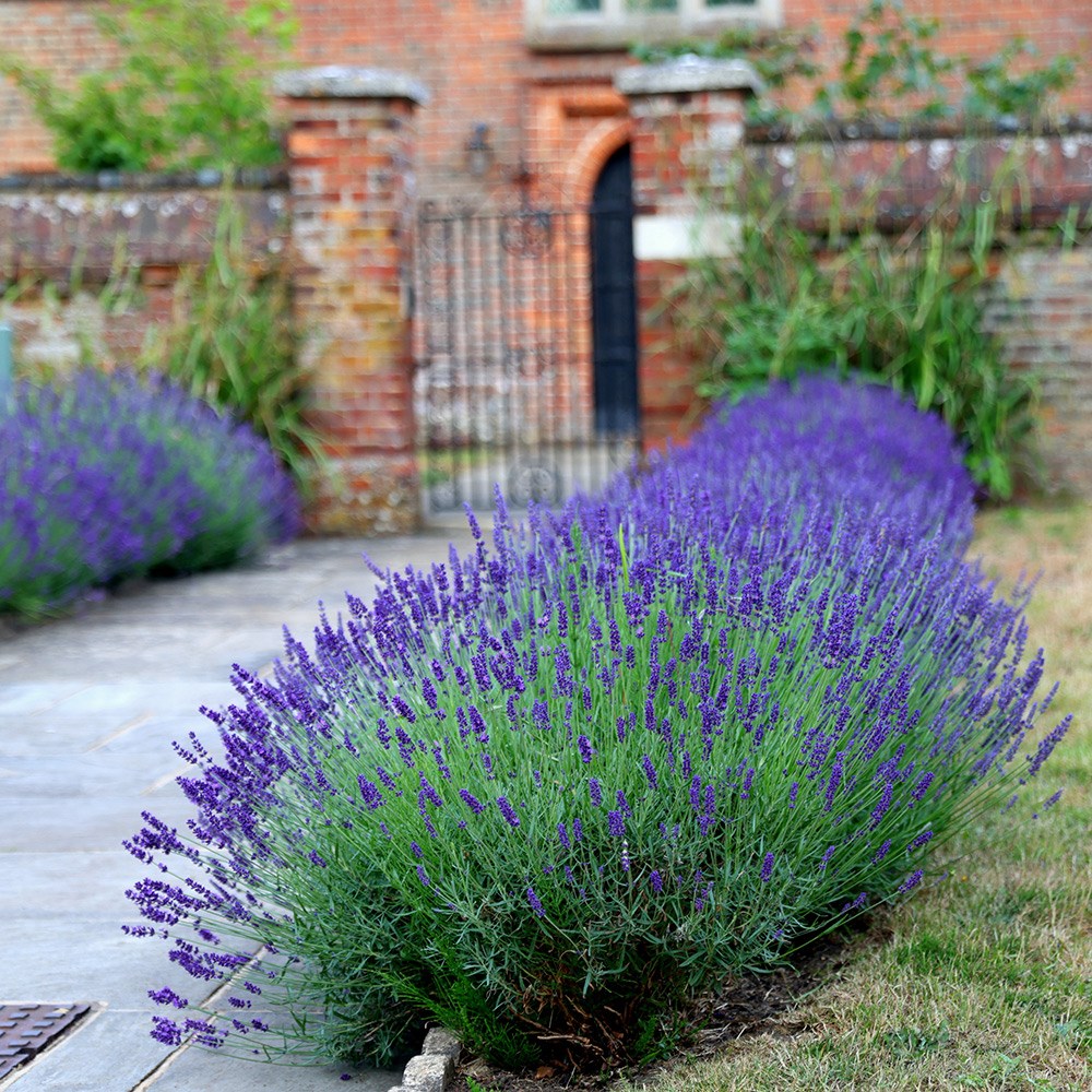 Lavanda Englezeasca "Hidicote" - / Lavanda angustifolia "Hidicote"/ by gradina-noastra