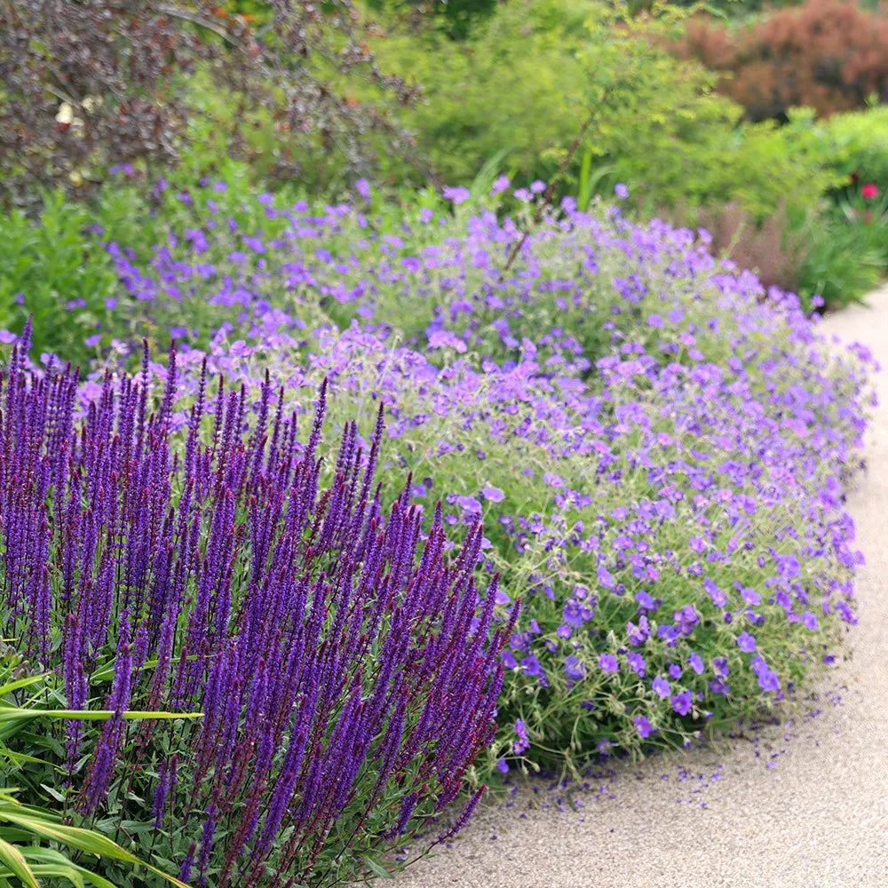 Salvia nemorosa 'Caradonna Compact'