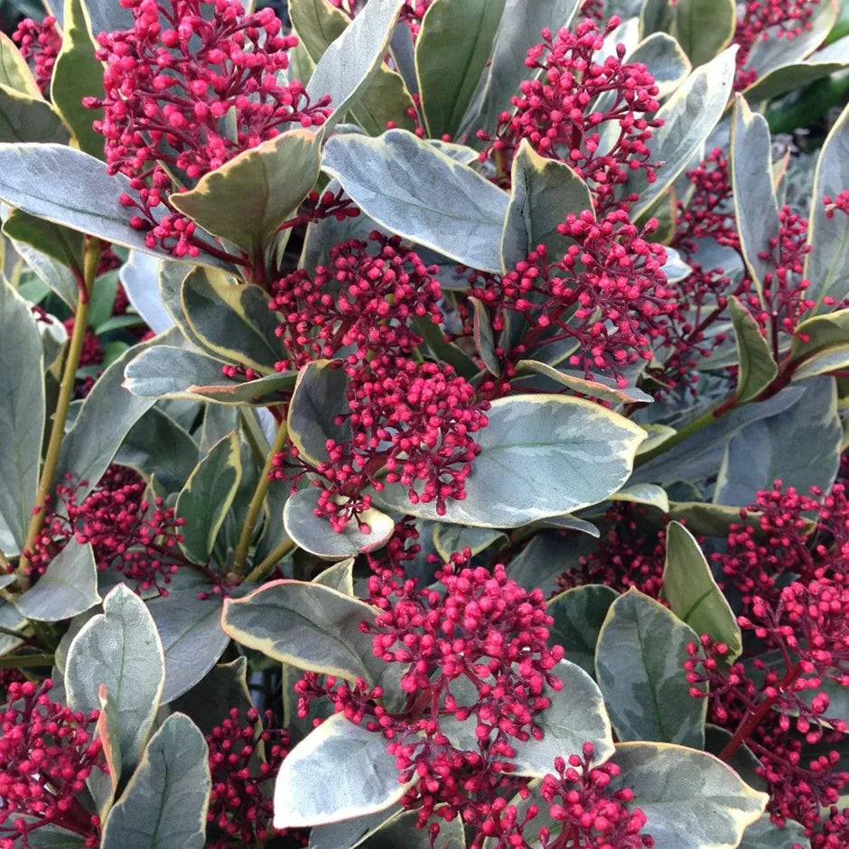 Liliac japonez "Perosa" 0.20 - 0.30 m / Skimmia japonica 'Perosa'®/ by gradina-noastra