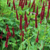 Persicaria amplexicaulis 'Blackfield' 0.10 - 0.20 m