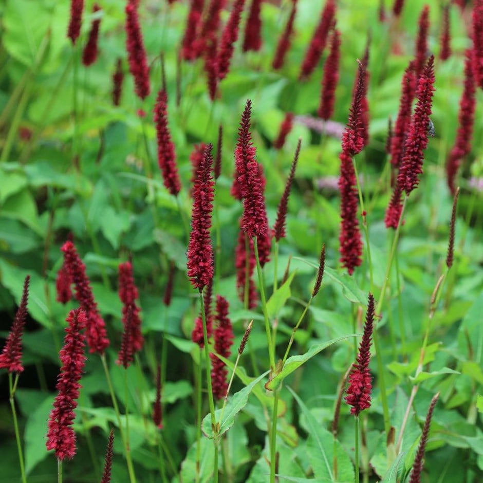 Persicaria amplexicaulis 'Blackfield' 0.10 - 0.20 m