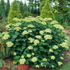 Hortensia "Sublime Annabelle" 0.20 - 0.30 m / Hydrangea arborescens "Sublime Annabelle"/ by gradina-noastra