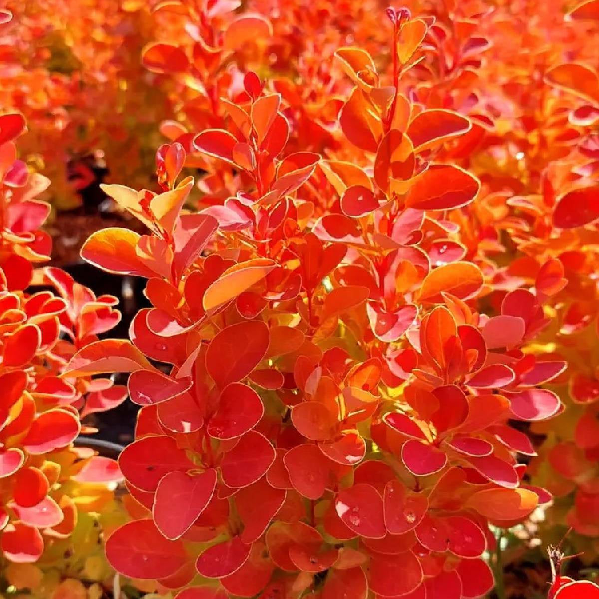 Dracila "Orange Ice" / Berberis thunbergii "Orange Ice"/ by gradina-noastra