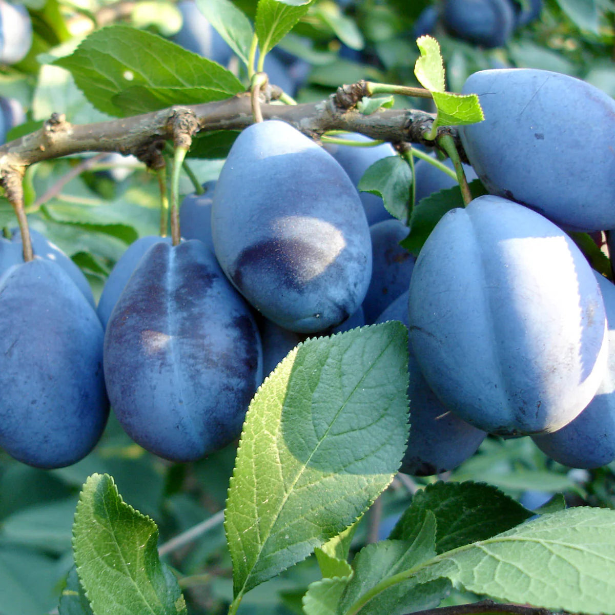Prun "Stanley" 1.80 - 2.30 m / Prunus domestica "Stanley"/