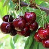 Cires "Regina" / Prunus avium "Regina" / - Gradina Noastra