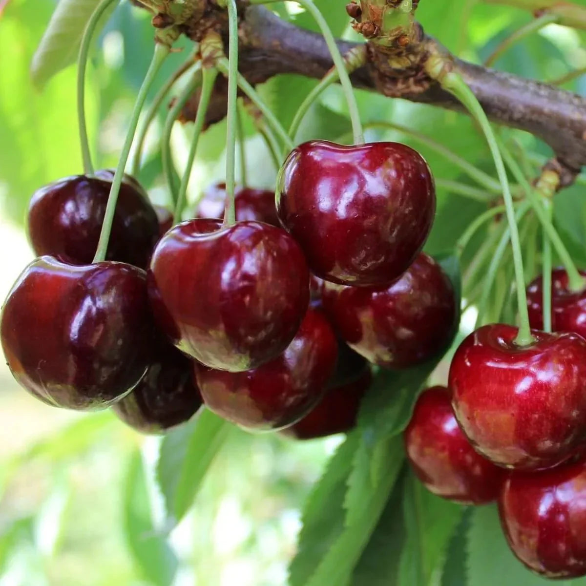 Cires "Regina" / Prunus avium "Regina" / - Gradina Noastra