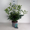 Laur englezesc Novita" 1.30 - 1.50 m  Prunus laurocerasus" Novita"
