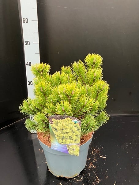 Pin pitic 'Ophir' 0.25 - 0.30 m / Pinus mugo 'Ophir'/