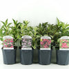 Weigela 0.40 - 0.50 mix / Weigela florida "Purpurea", "Nana Variegata", "Red Prince" / by gradina-noastra