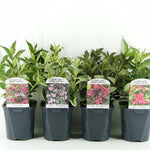 Weigela 0.40 - 0.50 mix / Weigela florida "Purpurea", "Nana Variegata", "Red Prince" / by gradina-noastra
