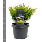 Ienupar "Limeglow" / Juniperus horizontalis "Limeglow"/ by gradina-noastra