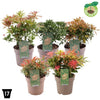 Andromeda japoneza mix / Pieris mix/ by gradina-noastra