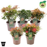 Andromeda japoneza mix / Pieris mix/ by gradina-noastra