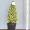 Buxus auriu piramida 0.50- 0.60 m / Buxus sempervirens „Elegans”/