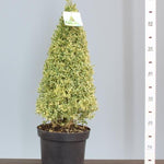 Buxus auriu piramida 0.50- 0.60 m / Buxus sempervirens „Elegans”/